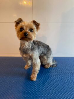 En av våre mest sjarmerende kunder.