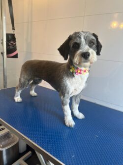 Luna etter sin pelsstell-time Liten grå hund nyklippet på et stellbord.